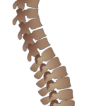 spine, bone, skeleton-4865075.jpg